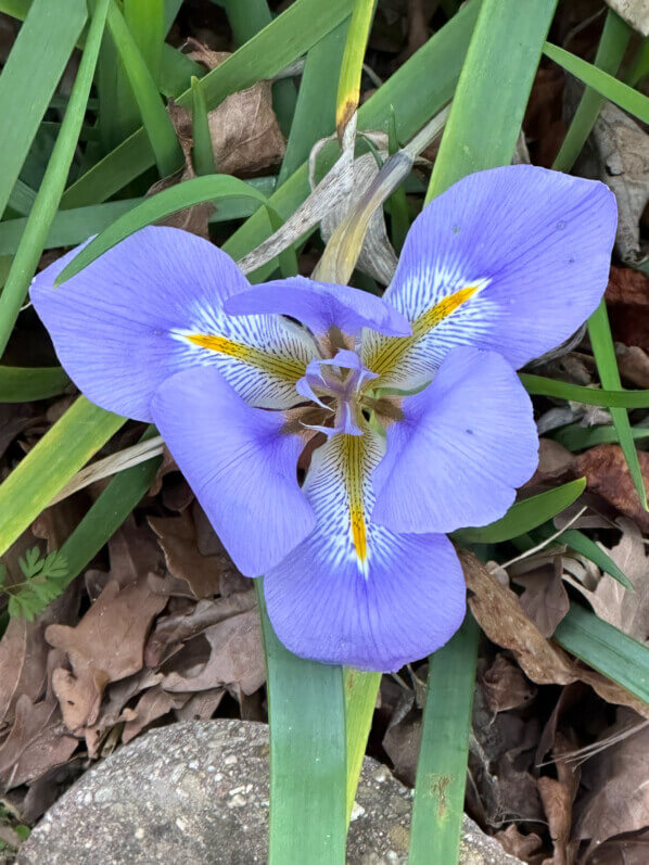 Iris d'Alger (Iris unguuicularis) en hiver dans le Jardin des plantes, Paris 5e (75)