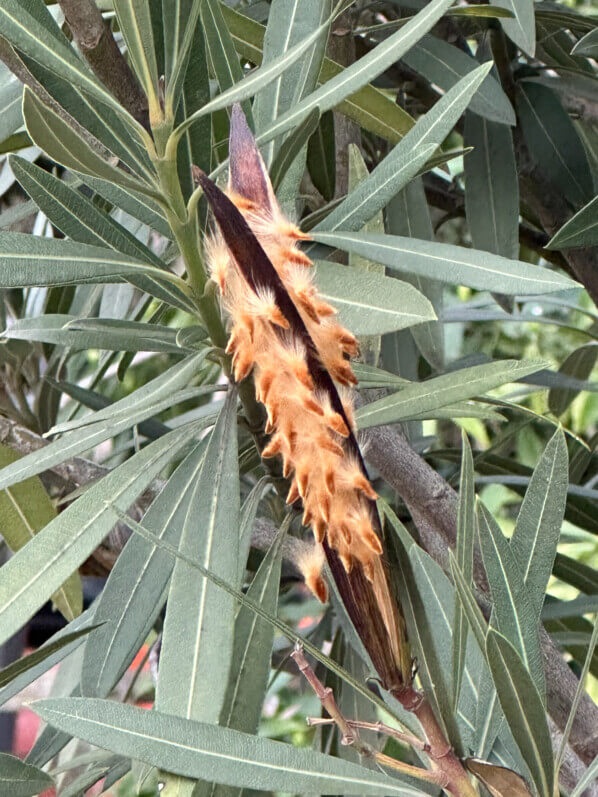 Graines de laurier rose (Nerium oleander) en hiver dans le Jardin des plantes, Paris 5e (75)