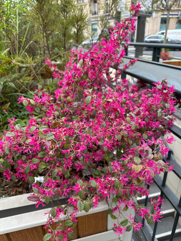 Loropetalum chinense fleuri en hiver dans Paris 16e (75)