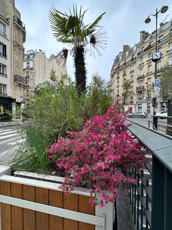 Loropetalum chinense fleuri en hiver dans Paris 16e (75)