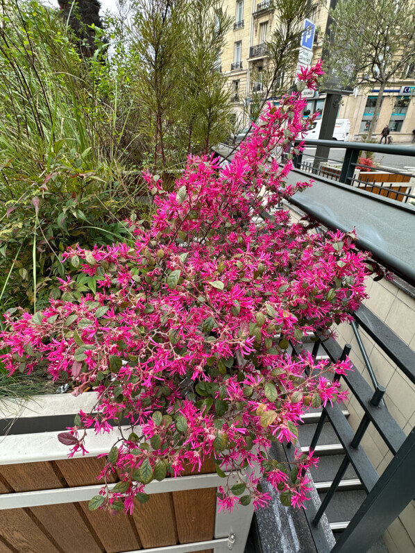 Loropetalum chinense fleuri en hiver dans Paris 16e (75)