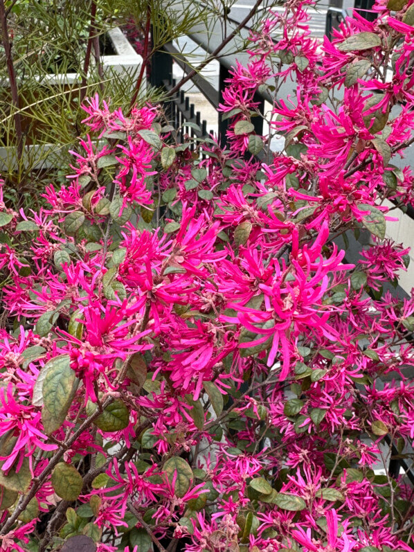 Loropetalum chinense fleuri en hiver dans Paris 16e (75)