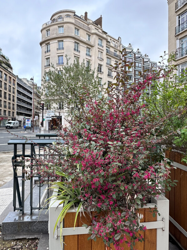 Loropetalum chinense fleuri en hiver dans Paris 16e (75)