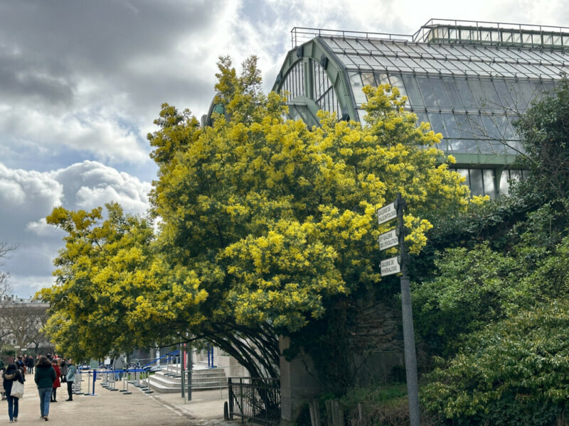 Mimosa (Acacia decurrens) fleuri en hiver dans le Jardin des Plantes, Paris 5e (75)