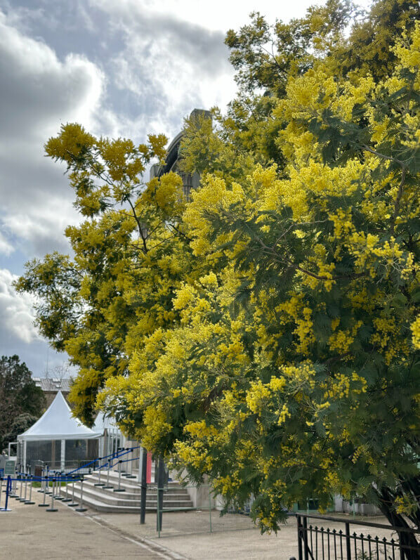 Mimosa (Acacia decurrens) fleuri en hiver dans le Jardin des Plantes, Paris 5e (75)