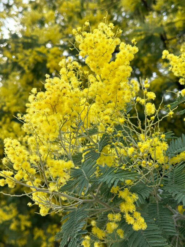 Mimosa (Acacia decurrens) fleuri en hiver dans le Jardin des Plantes, Paris 5e (75)