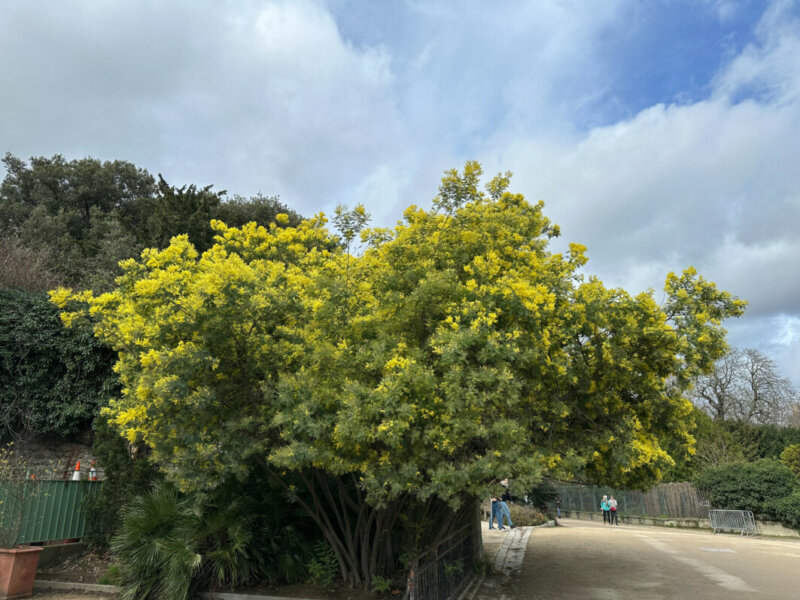 Mimosa (Acacia decurrens) fleuri en hiver dans le Jardin des Plantes, Paris 5e (75)