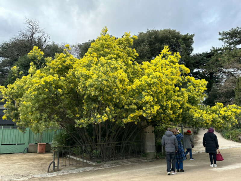 Mimosa (Acacia decurrens) fleuri en hiver dans le Jardin des Plantes, Paris 5e (75)