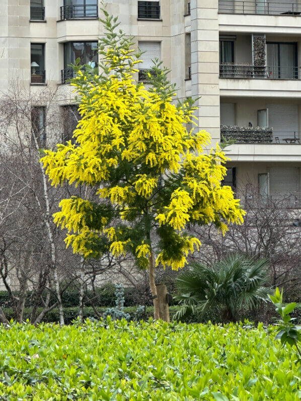 Mimosa fleuri en hiver dans le parc de Passy, Paris 16e (75)