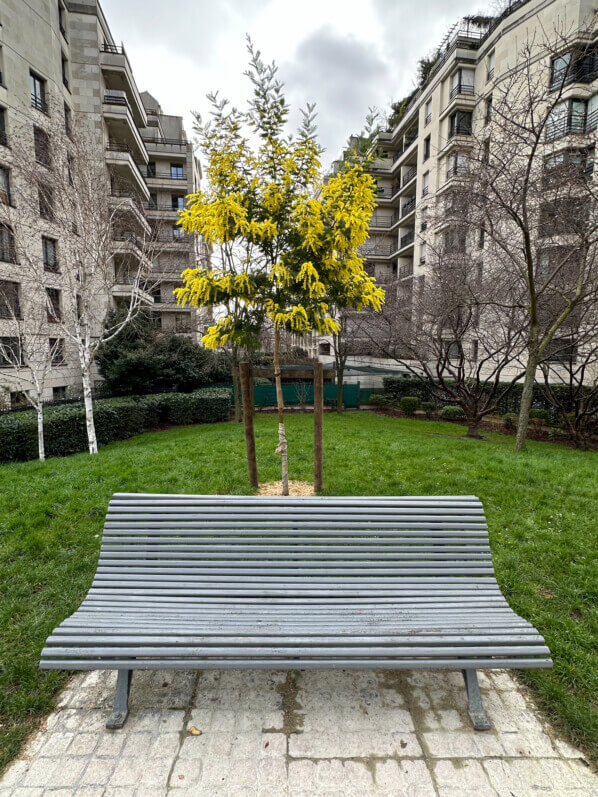 Mimosa fleuri en hiver dans le parc de Passy, Paris 16e (75)