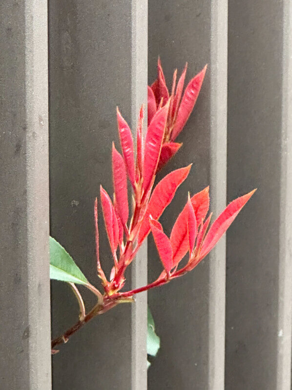 Nouvelles pousses de photinia en hiver dans Paris 19e (75)