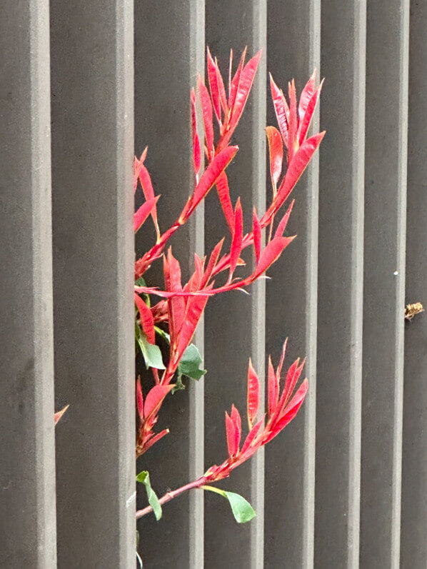 Nouvelles pousses de photinia en hiver dans Paris 19e (75)