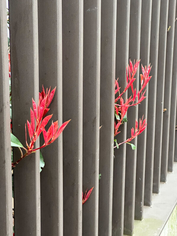 Nouvelles pousses de photinia en hiver dans Paris 19e (75)