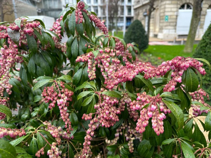 Andromède, Pieris, floraison hivernale, Paris 12e (75)