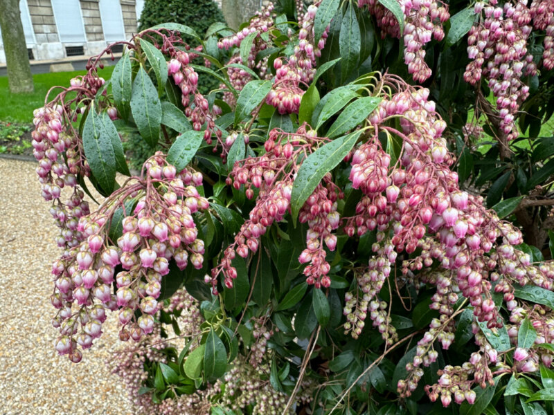 Andromède, Pieris, floraison hivernale, Paris 12e (75)