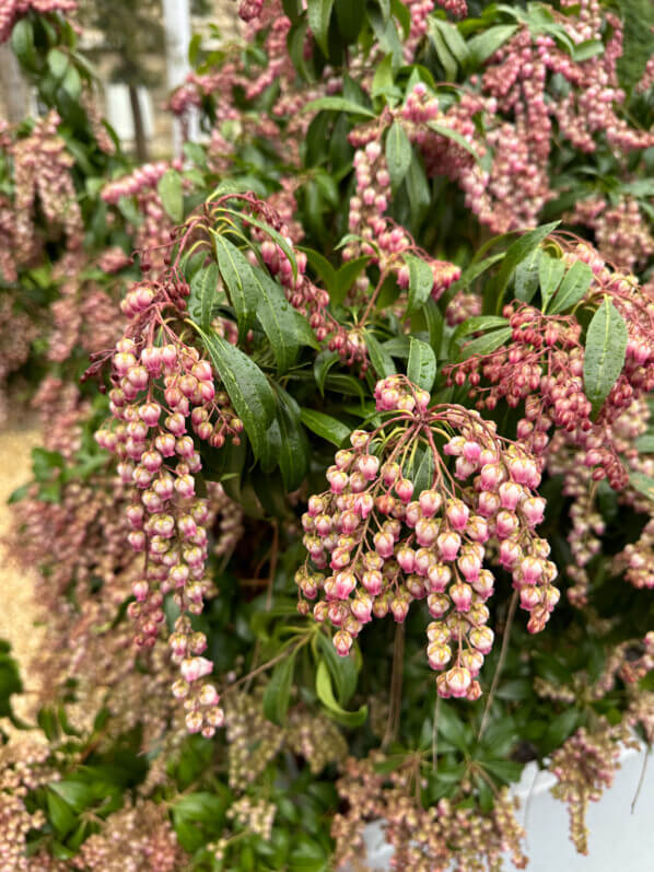 Andromède, Pieris, floraison hivernale, Paris 12e (75)