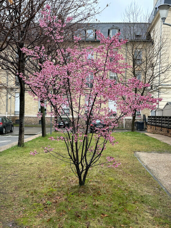 Prunus, floraison hivernale, arbre, hôpital Saint-Antoine, Paris 12e (75)