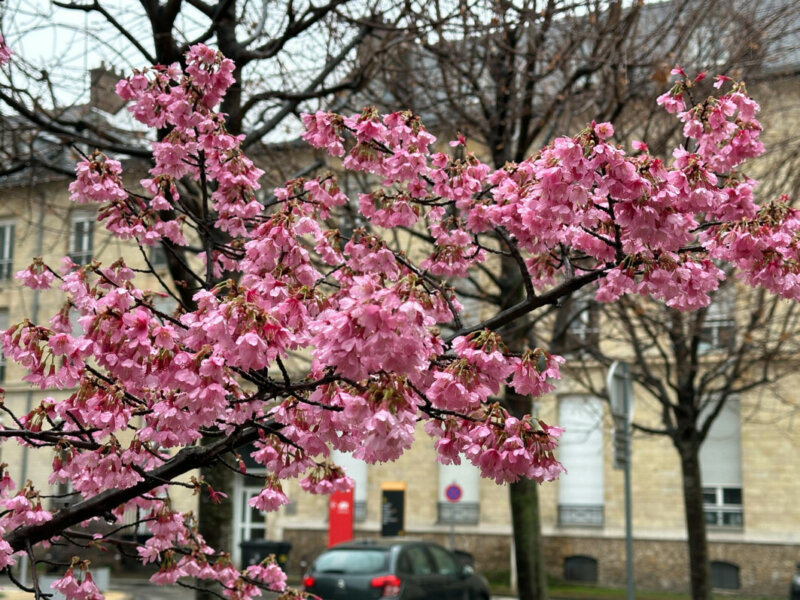 Prunus, floraison hivernale, arbre, hôpital Saint-Antoine, Paris 12e (75)