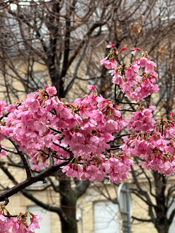 Prunus, floraison hivernale, arbre, hôpital Saint-Antoine, Paris 12e (75)