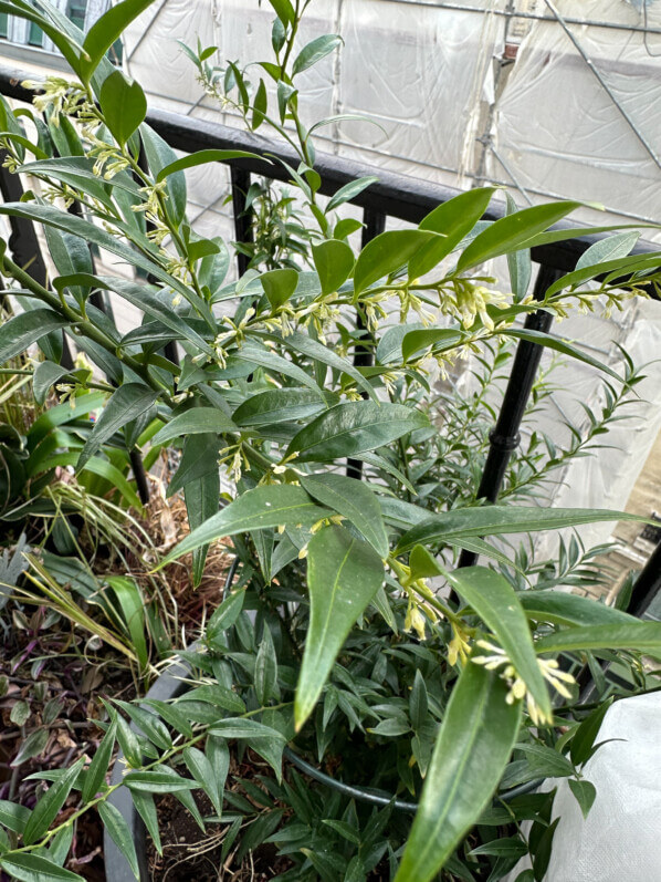 Sarcococca fleuri en hiver sur mon balcon parisien, Paris 19e (75)