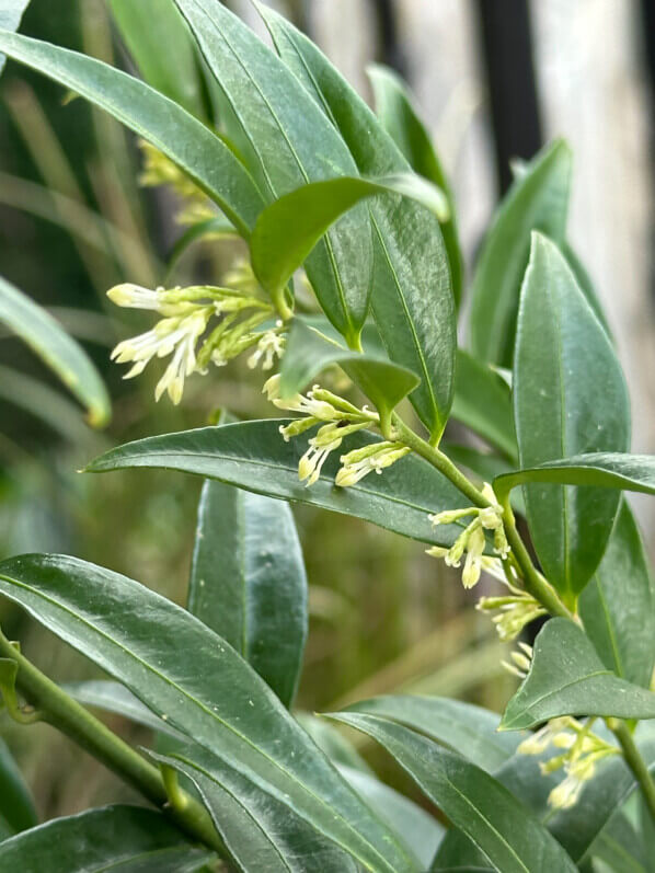 Sarcococca fleuri en hiver sur mon balcon parisien, Paris 19e (75)