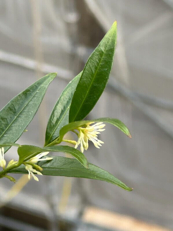 Sarcococca fleuri en hiver sur mon balcon parisien, Paris 19e (75)