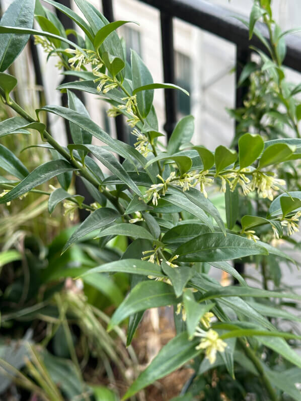Sarcococca fleuri en hiver sur mon balcon parisien, Paris 19e (75)