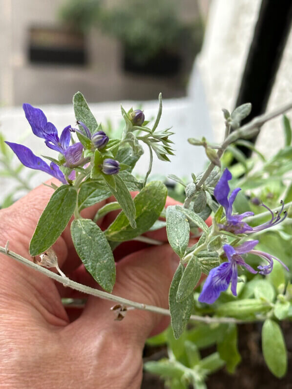 Teucrium Indyho en hiver sur mon balcon parisien, Paris 19e (75)