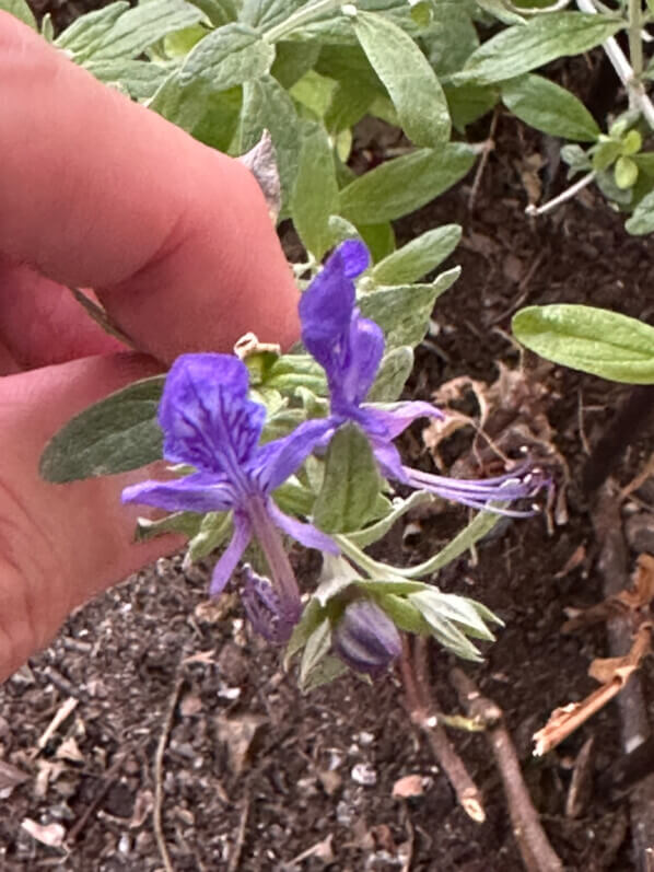 Teucrium Indyho en hiver sur mon balcon parisien, Paris 19e (75)