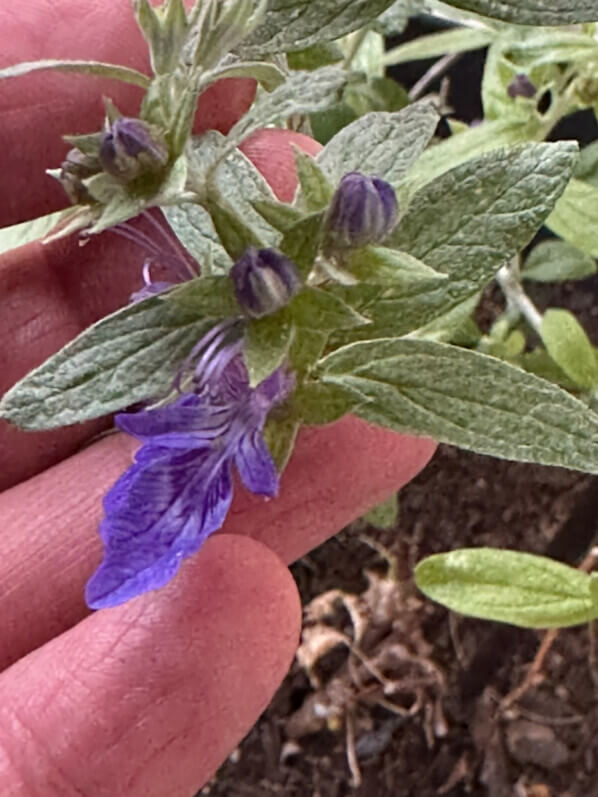 Teucrium Indyho en hiver sur mon balcon parisien, Paris 19e (75)