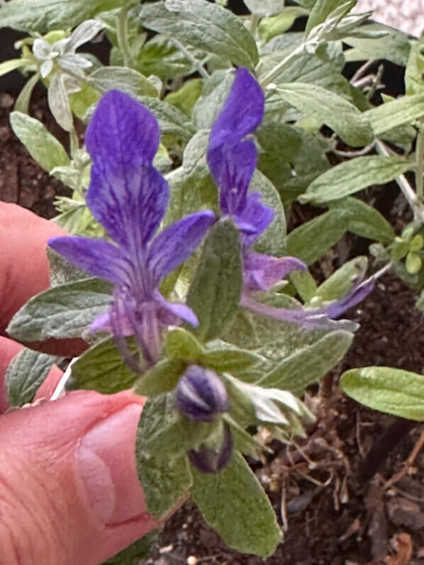 Teucrium Indyho en hiver sur mon balcon parisien, Paris 19e (75)