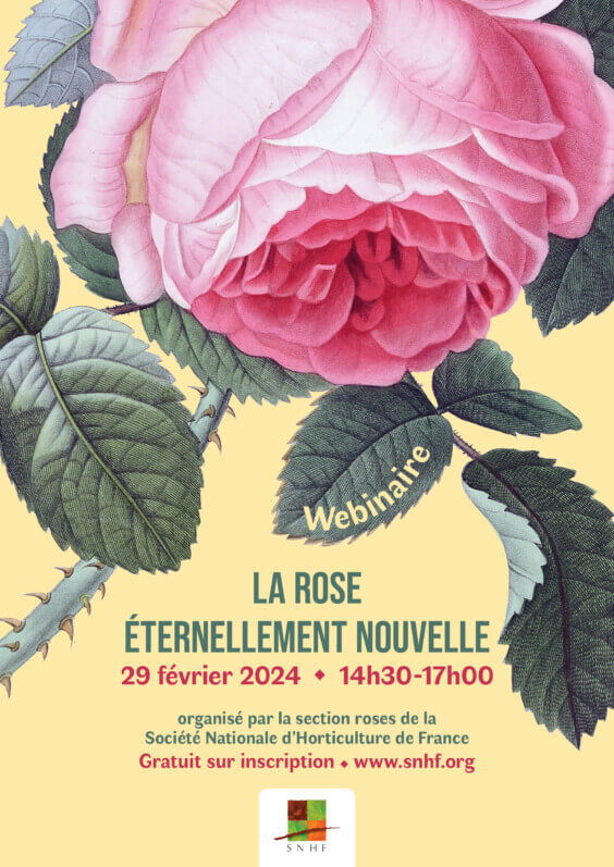 Lire la suite à propos de l’article Webinaire “La rose, éternellement nouvelle” le jeudi 29 février 2024
