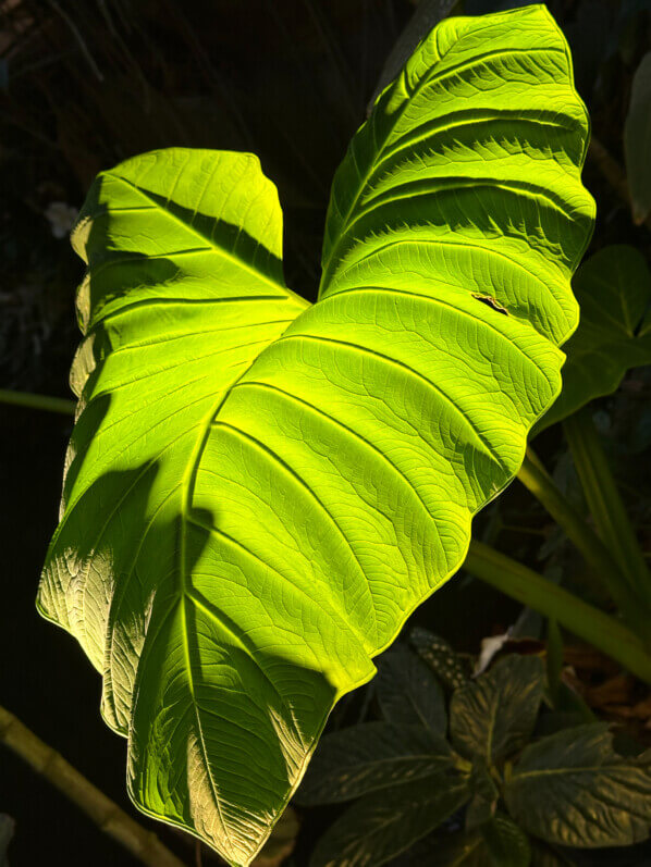 Chou Caraïbe, Xanthosoma sagittifolia, Araceae, Grande serre, Jardin des Plantes, Paris 5e (75)