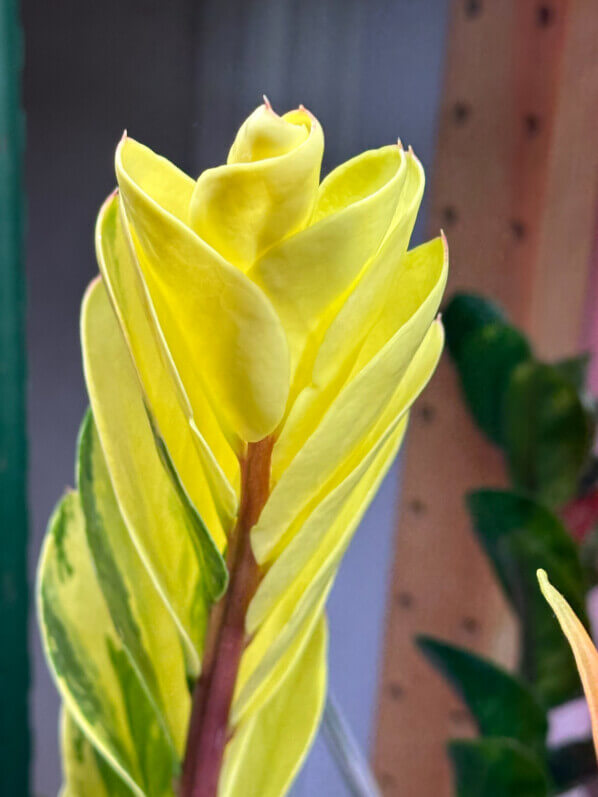 Feuille panachée de Zamioculcas, Araceae, plante d'intérieur, Paris 19e (75)