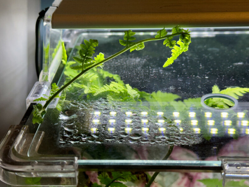 Fougère sortant du terrarium, Episcia, Gesnériacées, plante d'intérieur, terrarium, Paris 19e (75)