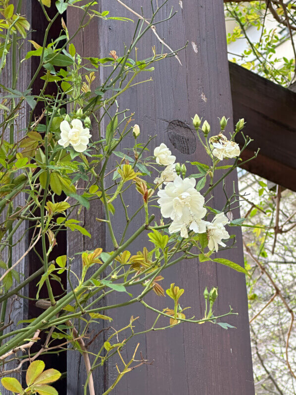 Roses, rosier grimpant, pergola, en hiver dans le parc de Passy, Paris 16e (75)