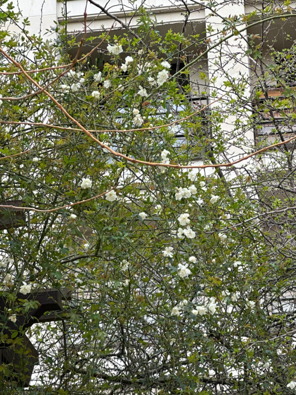 Roses, rosier grimpant, pergola, en hiver dans le parc de Passy, Paris 16e (75)