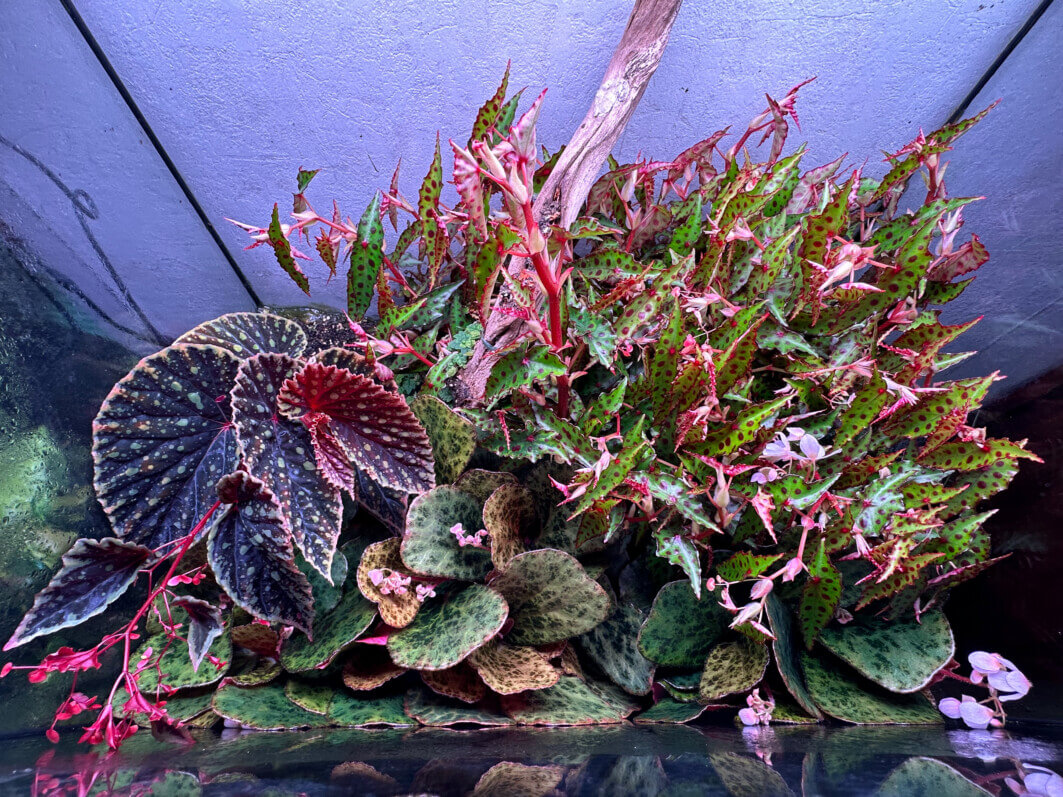 Lire la suite à propos de l’article Mon terrarium avec le beau trio de bégonia tachetés ou ponctués