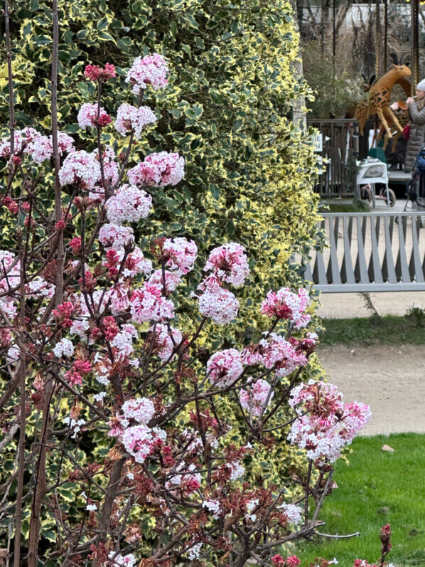 Viorne de Bodnant (Viburnum bodnantense) en hiver dans le Jardin des Plantes, Paris 5e (75)