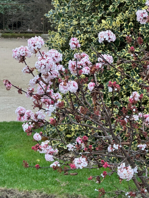 Viorne de Bodnant (Viburnum bodnantense) en hiver dans le Jardin des Plantes, Paris 5e (75)