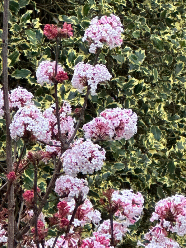 Viorne de Bodnant (Viburnum bodnantense) en hiver dans le Jardin des Plantes, Paris 5e (75)