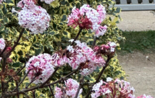 Viorne de Bodnant (Viburnum bodnantense) en hiver dans le Jardin des Plantes, Paris 5e (75)