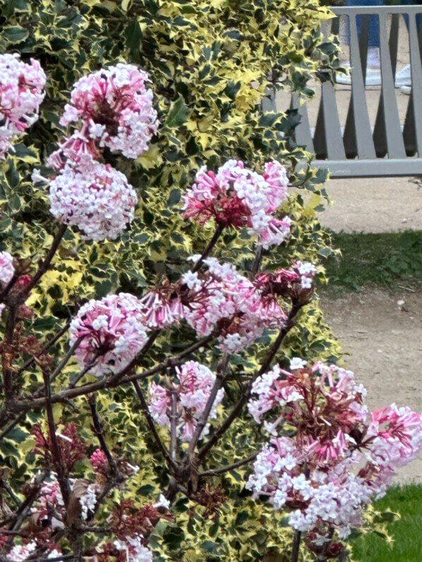 Viorne de Bodnant (Viburnum bodnantense) en hiver dans le Jardin des Plantes, Paris 5e (75)