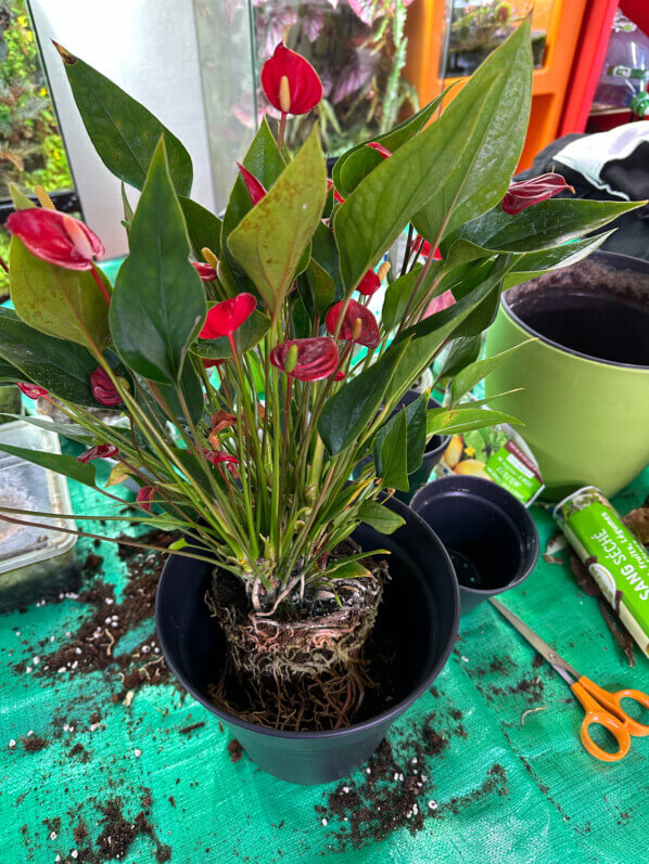 Rempotage d'un anthurium, Araceae, plante d'intérieur, Paris 19e (75)