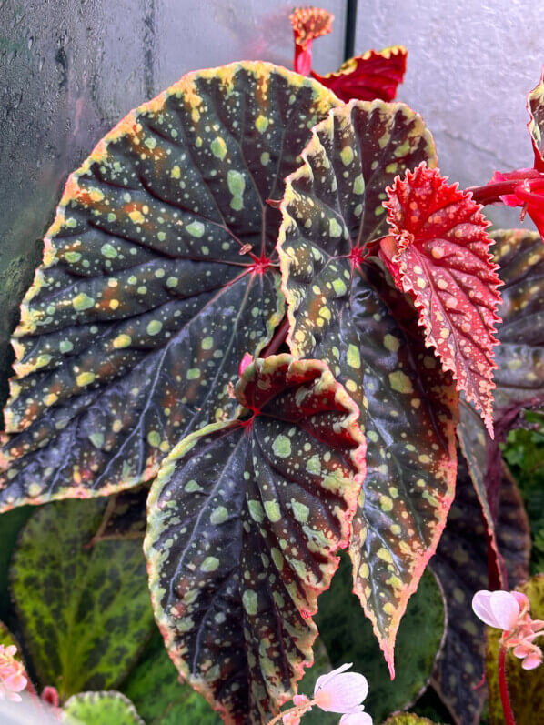 Begonia chlorosticta x Begonia darthvaderiana, plante d'intérieur, terrarium, Paris 19e (75)