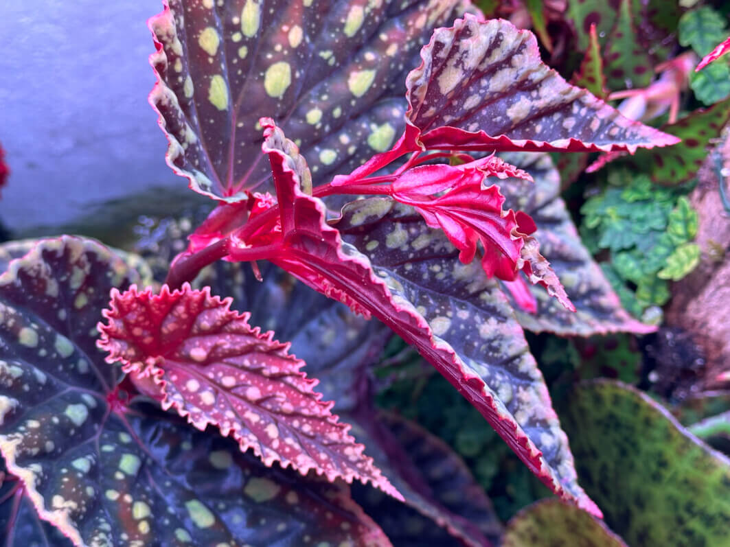 Lire la suite à propos de l’article Begonia chlorosticta x Begonia darthvaderiana toujours plus beau !