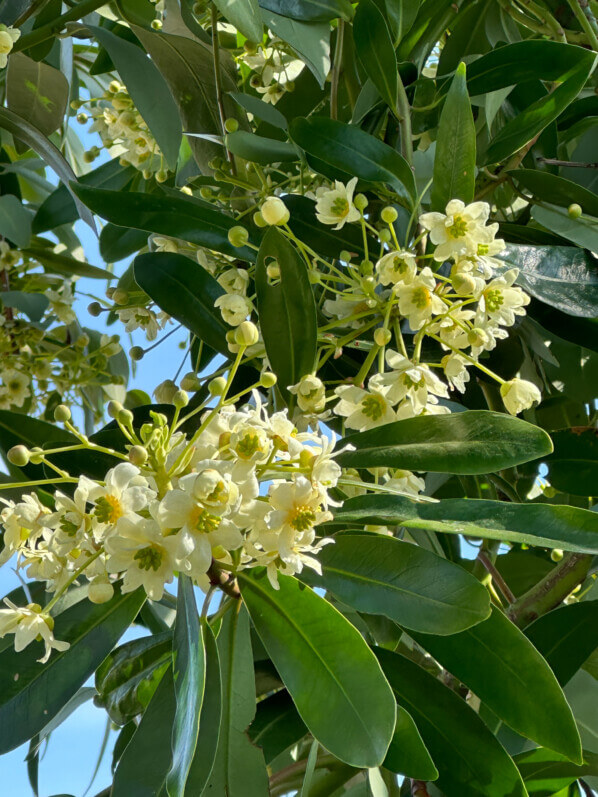 Lire la suite à propos de l’article Floraison de la cannelle de Magellan dans le Jardin des Plantes de Paris