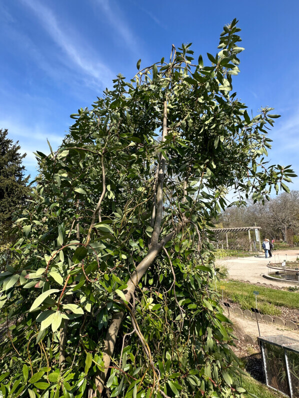 Floraison de la cannelle de Magellan au printemps dans le Jardin des Plantes, Paris 5e (75)