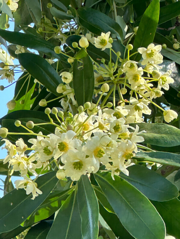 Floraison de la cannelle de Magellan au printemps dans le Jardin des Plantes, Paris 5e (75)