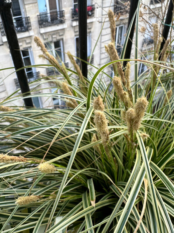 Floraison du Carex oshimensis ‘Everest’ en fin d'hiver sur mon balcon parisien, Paris 19e (75)